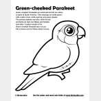 Green-cheeked Parakeet Coloring Page