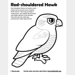 Red-shouldered Hawk Coloring Page