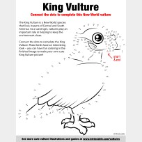 King Vulture Connect the Dots