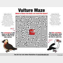 Vulture Maze