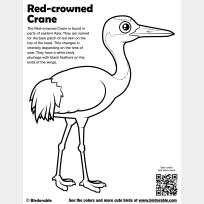 Red-crowned Crane Coloring Page