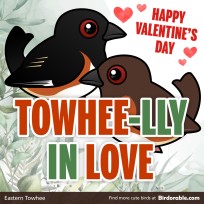 Valentine's Day "Towhee-lly In Love" Shareable Graphic