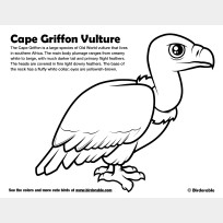 Cape Griffon Vulture Coloring Page