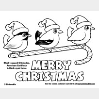 Christmas American Backyard Birds Coloring Page