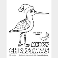 Christmas Bar-tailed Godwit Coloring Page