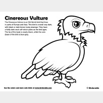 Cinereous Vulture Coloring Page