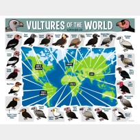 Vultures of the World Map