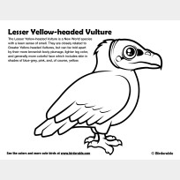 Lesser Yellow-headed Vulture Coloring Page