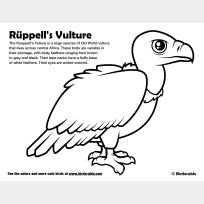 Rueppell's Vulture Coloring Page