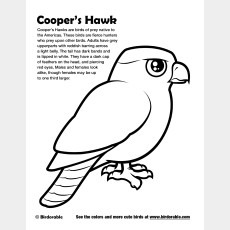 Cooper's Hawk Coloring Page