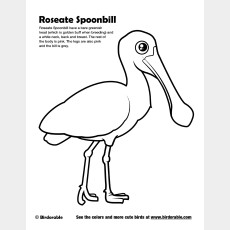 Roseate Spoonbill Coloring Page