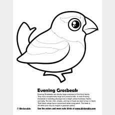 Evening Grosbeak Coloring Page