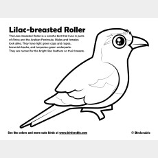 Lilac-breasted Roller Coloring Page