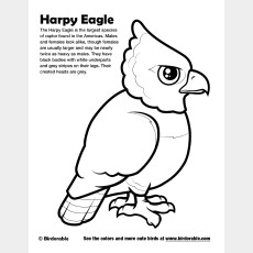Harpy Eagle Coloring Page