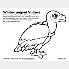 White-rumped Vulture Coloring Page