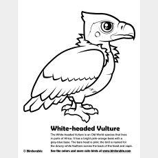 White-headed Vulture Coloring Page