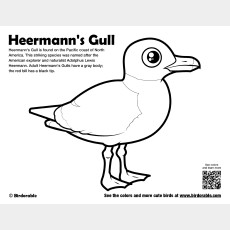 Heermann's Gull Coloring Page