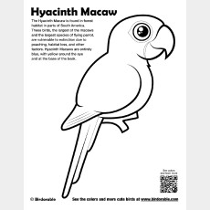 Hyacinth Macaw Coloring Page