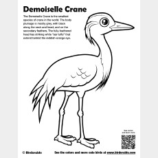 Demoiselle Crane Coloring Page