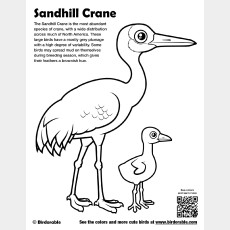 Sandhill Crane Coloring Page