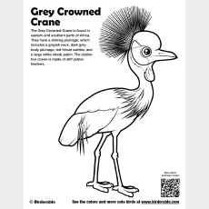 Grey Crowned-Crane Coloring Page