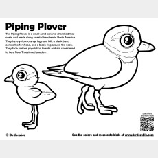 Piping Plover Coloring Page