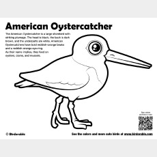 American Oystercatcher Coloring Page