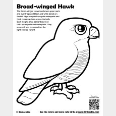 Broad-winged Hawk Coloring Page