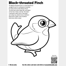 Black-throated Finch Coloring Page