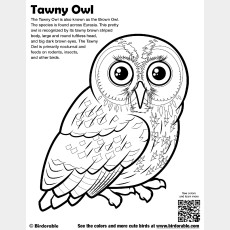 Tawny Owl Coloring Page