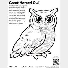 Great Horned Owl Coloring Page