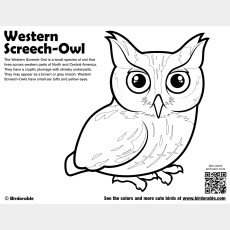 Western Screech-Owl Coloring Page