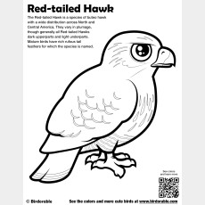 Red-tailed Hawk Coloring Page