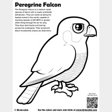 Peregrine Falcon Coloring Page