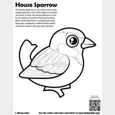House Sparrow Coloring Page