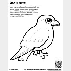 Snail Kite Coloring Page