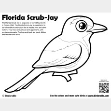 Florida Scrub-Jay Coloring Page