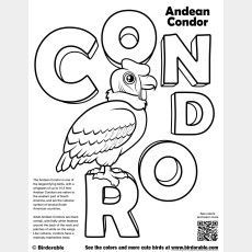 Condor Coloring Page