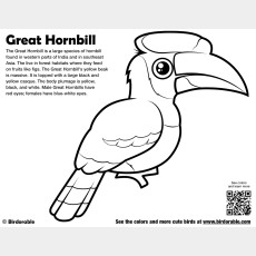 Great Hornbill Coloring Page