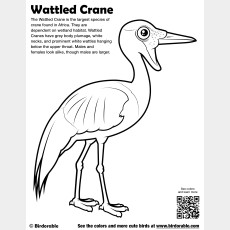 Wattled Crane Coloring Page