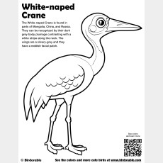 White-naped Crane Coloring Page