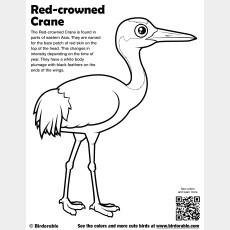 Red-crowned Crane Coloring Page