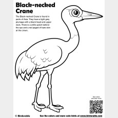 Black-necked Crane Coloring Page