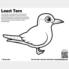 Least Tern Coloring Page