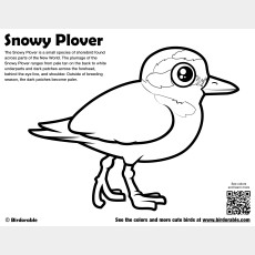 Snowy Plover Coloring Page