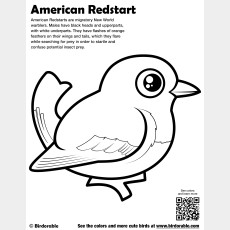 American Redstart Coloring Page