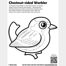 Chestnut-sided Warbler Coloring Page