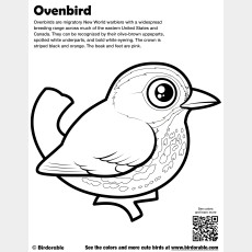 Ovenbird Coloring Page