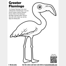 Greater Flamingo Coloring Page