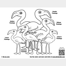 Flamboyance of Flamingos Coloring Page